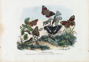Vlinders, 1863-79